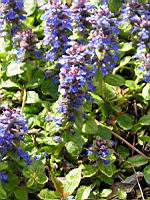Bugle, Ajuga reptans (fam Labiees) (Europe, Asie centrale) (3) (Photo F. Mrugala)